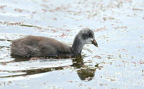 Red-knobbed Coot