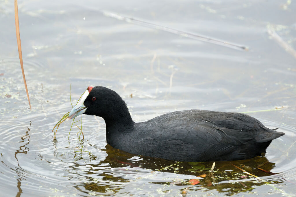 Foulque caronculéeadulte, régime, mange