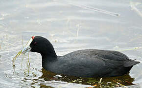 Red-knobbed Coot