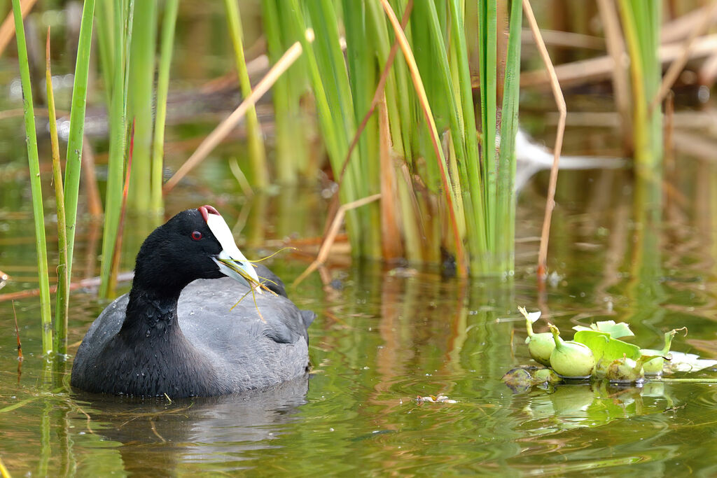 Red-knobbed Cootadult, feeding habits, eats