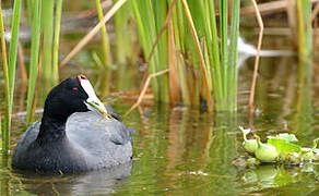 Red-knobbed Coot