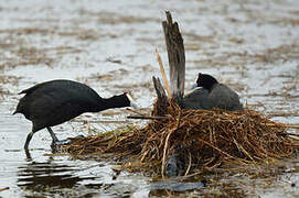 Red-knobbed Coot