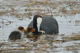 Red-knobbed Coot