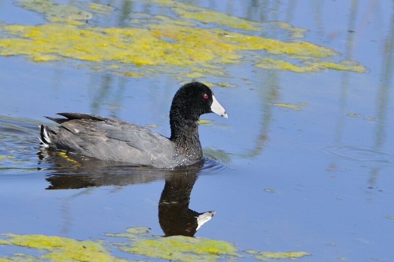 American Cootadult