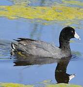 American Coot