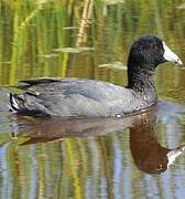 American Coot