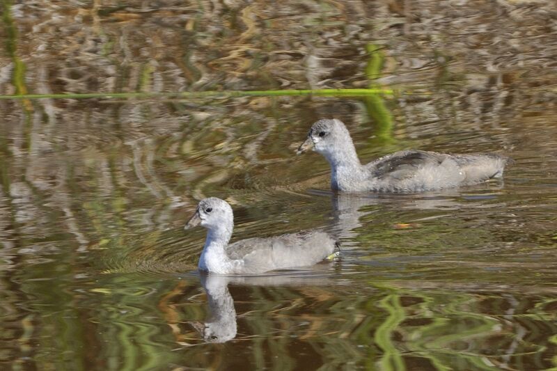 American Cootjuvenile