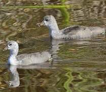 American Coot