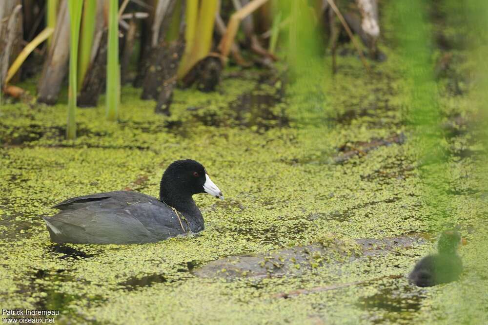 American Cootadult, habitat