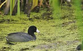 American Coot