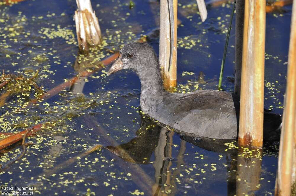 Foulque d'Amériquejuvénile, identification