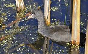 American Coot