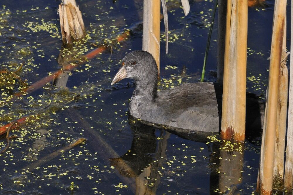 American Cootjuvenile