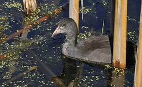 American Coot