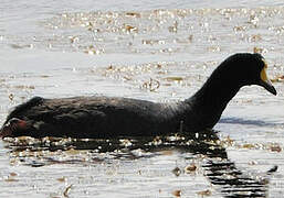 Giant Coot