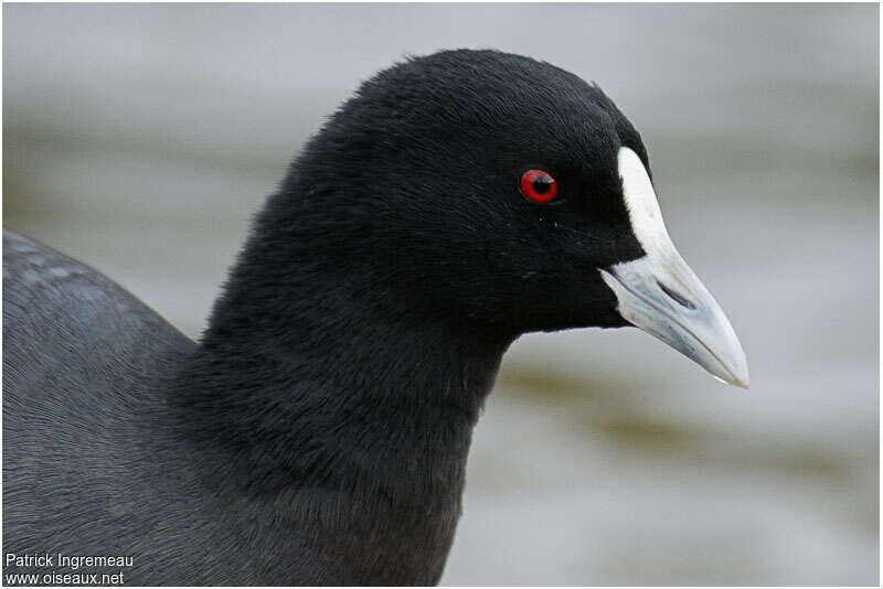 Eurasian Cootadult, close-up portrait