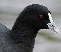 Eurasian Coot