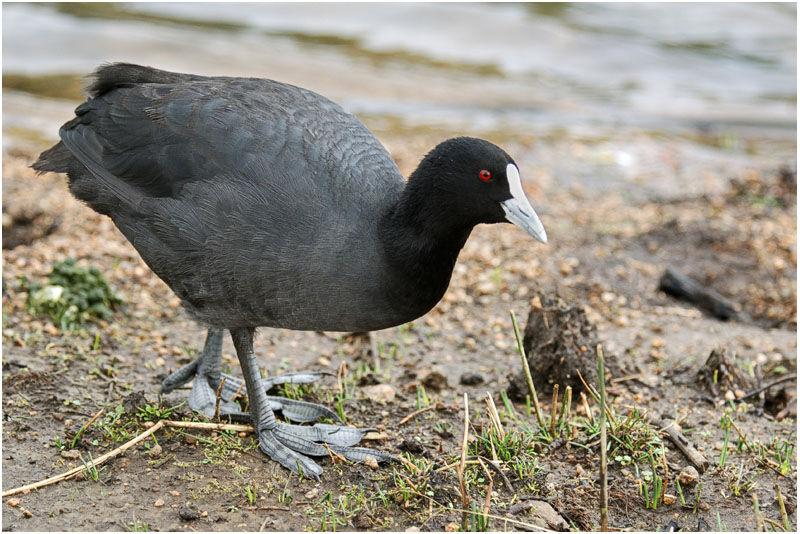 Foulque macrouleadulte