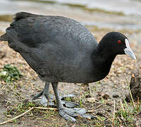 Eurasian Coot