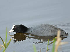 Eurasian Coot