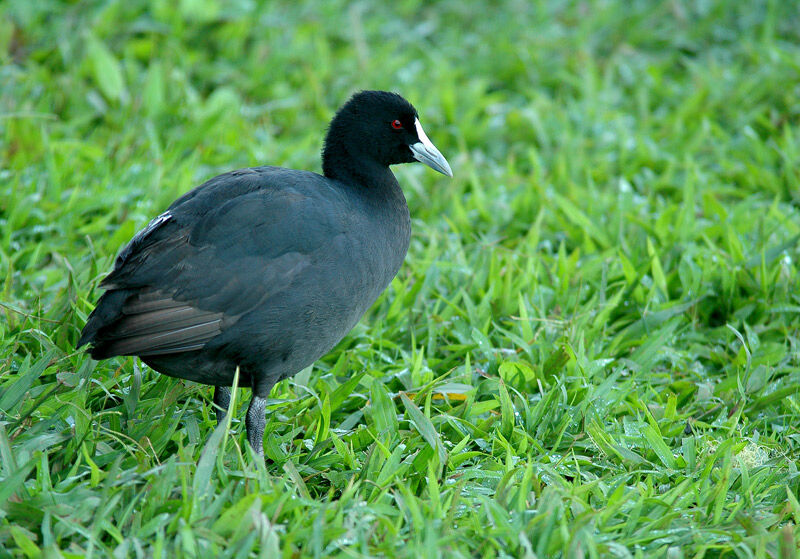 Eurasian Coot