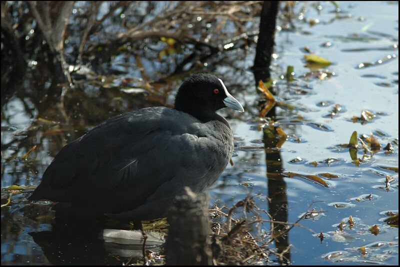 Eurasian Cootadult