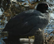 Eurasian Coot