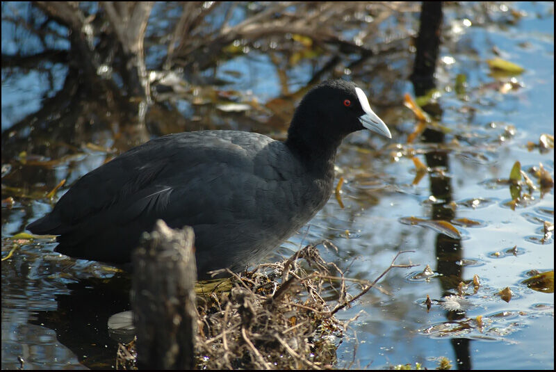 Eurasian Cootadult