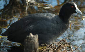 Eurasian Coot