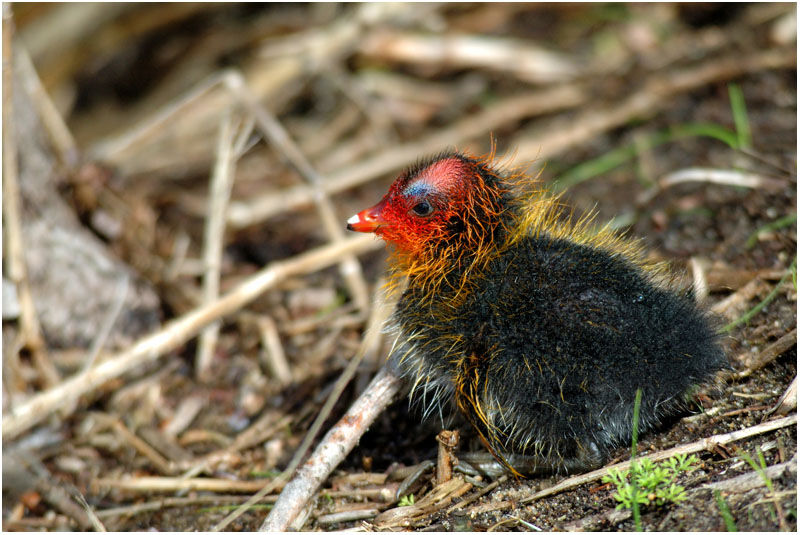 Foulque macroulejuvénile