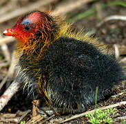 Eurasian Coot