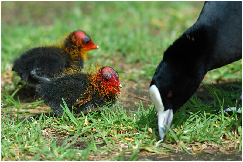 Eurasian Cootjuvenile