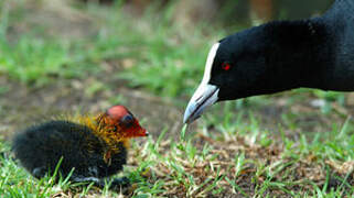 Eurasian Coot