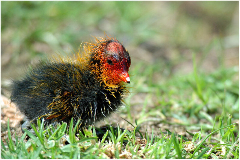 Eurasian Cootjuvenile