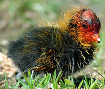 Eurasian Coot