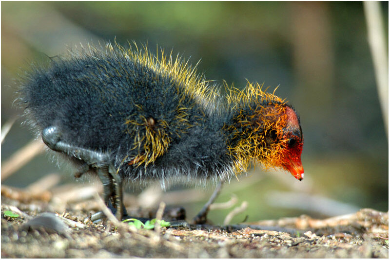 Eurasian Cootjuvenile