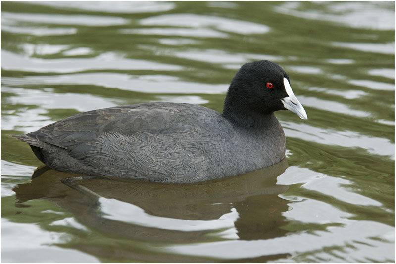 Eurasian Cootadult