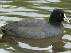 Eurasian Coot