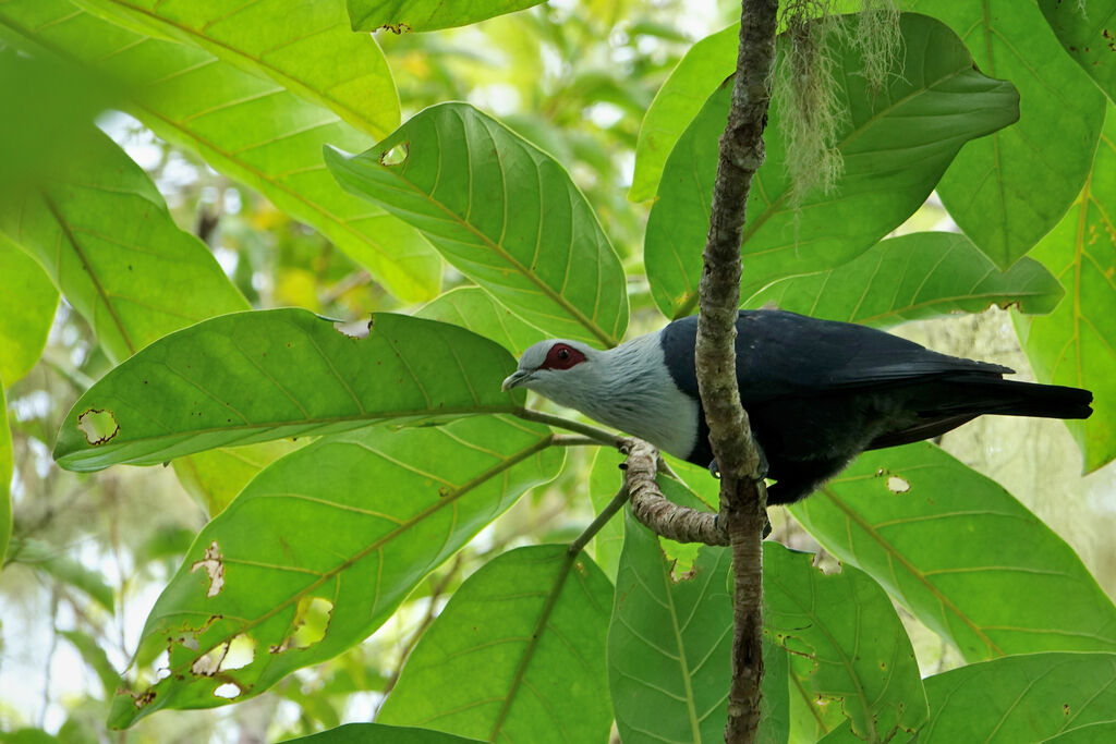 Comoro Blue Pigeonadult