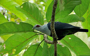 Comoros Blue Pigeon