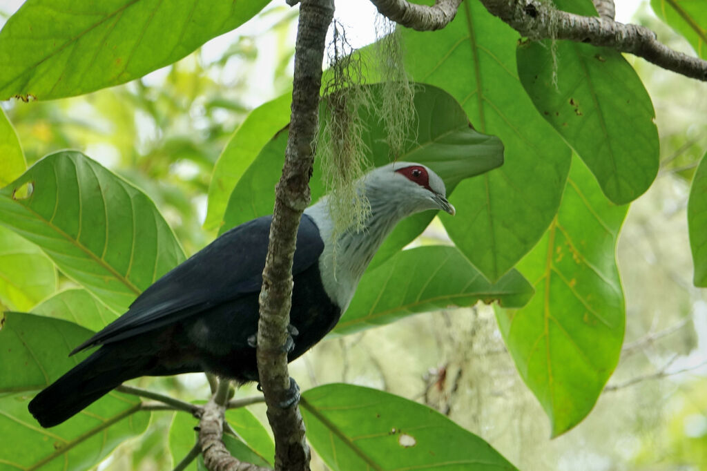 Comoros Blue Pigeonadult