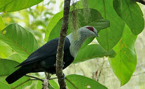 Comoros Blue Pigeon