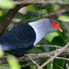 Founingo rougecap