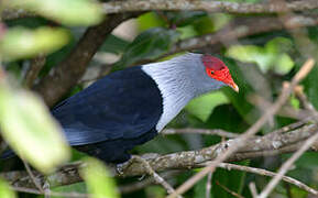 Seychelles Blue Pigeon