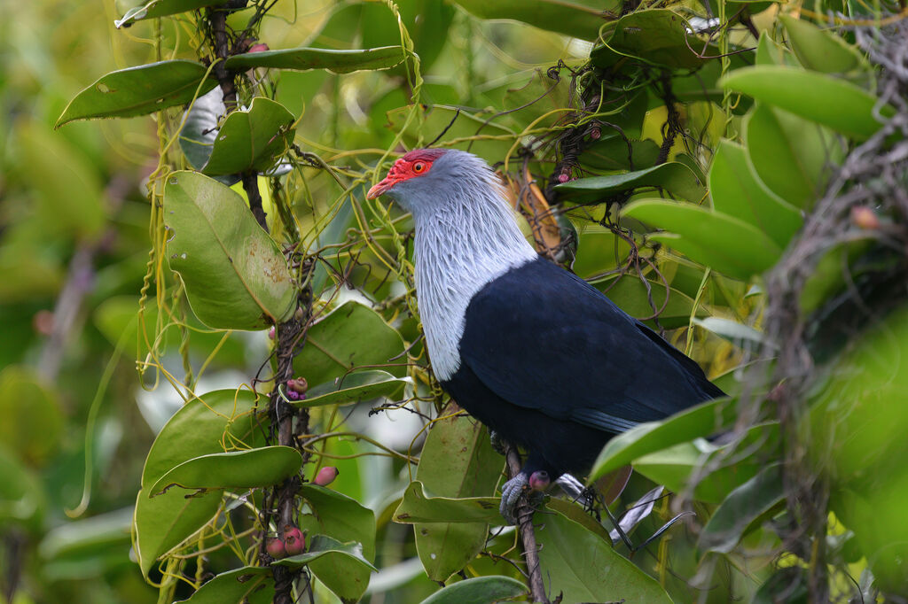 Seychelles Blue Pigeonadult