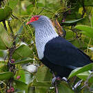 Founingo rougecap