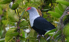 Seychelles Blue Pigeon