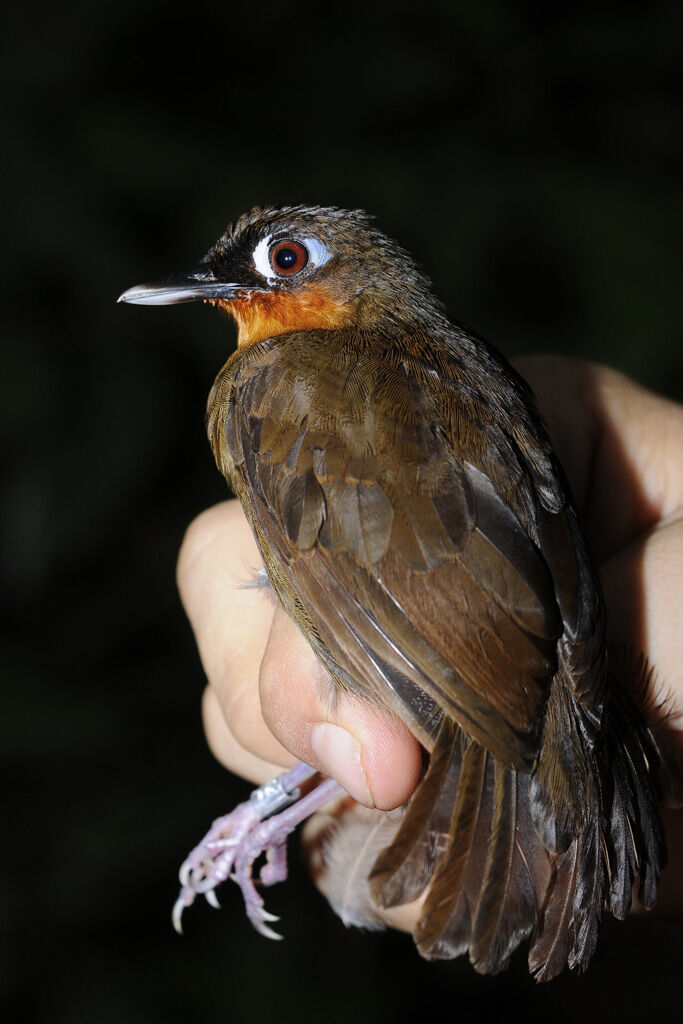 Rufous-throated Antbirdadult