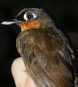 Rufous-throated Antbird