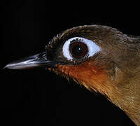 Rufous-throated Antbird